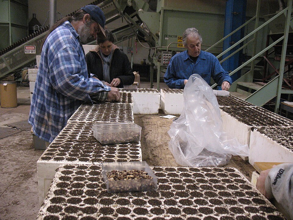 Workers sowing seeds in nursery trays; a general example of tray sowing.