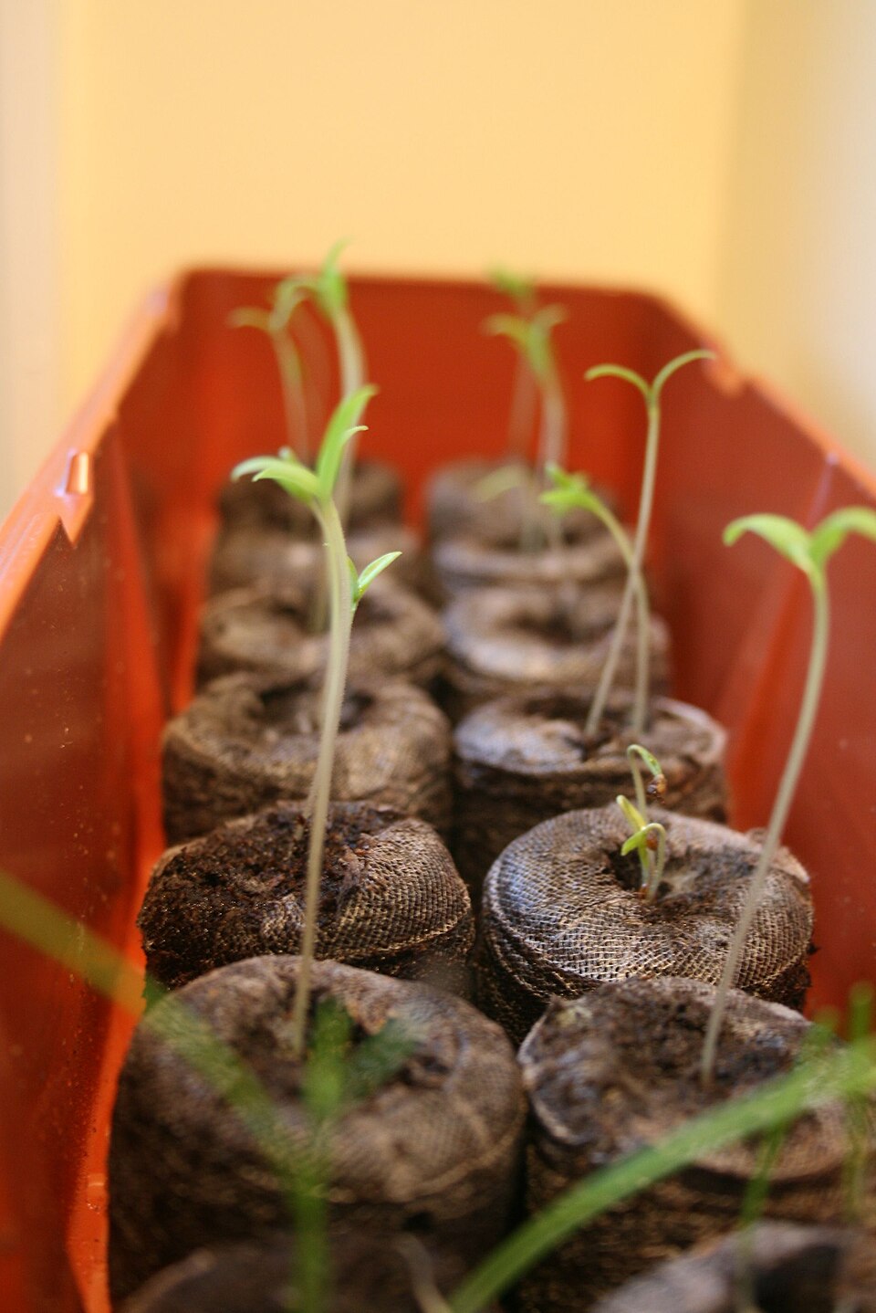 Tomato seedlings one to two weeks after sprouting in seed pellets.