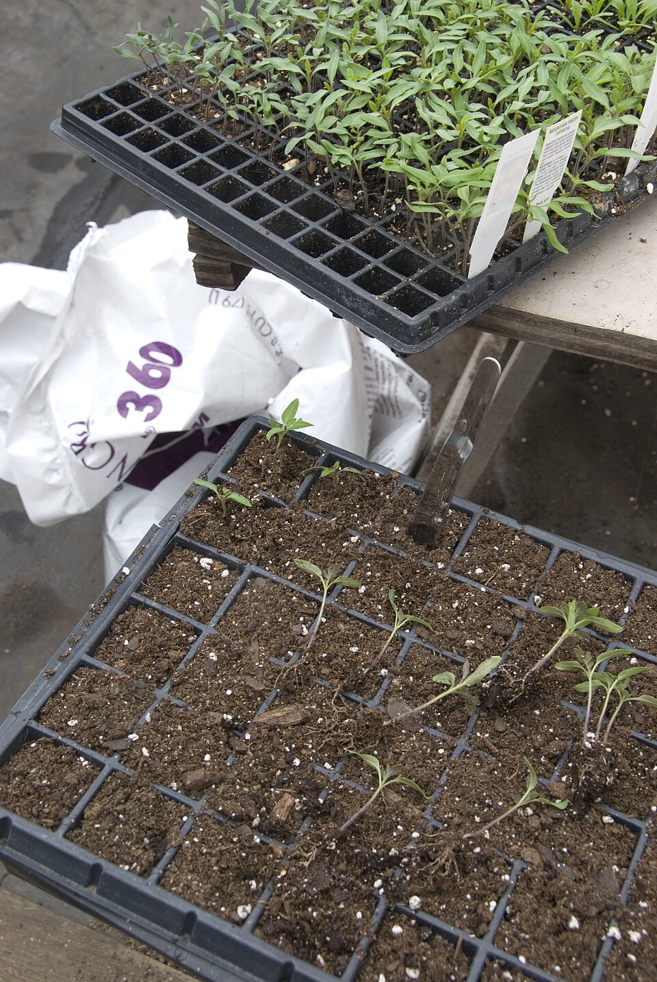 Tomato seedlings being separated for transplanting.