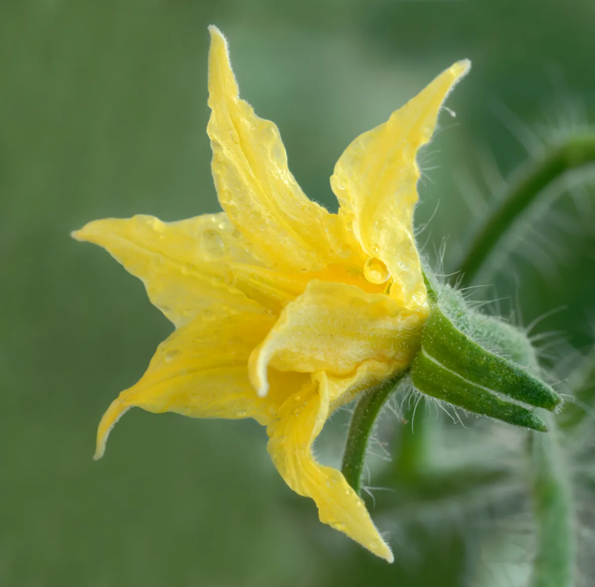 Growing Tomatoes from Seed — flower
