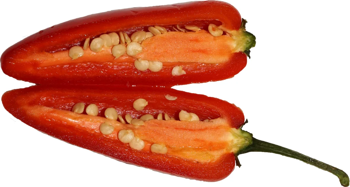 Jalapeño (Capsicum annuum)