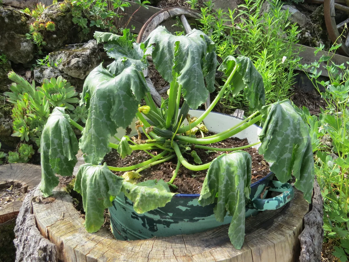 Zucchini — leaves