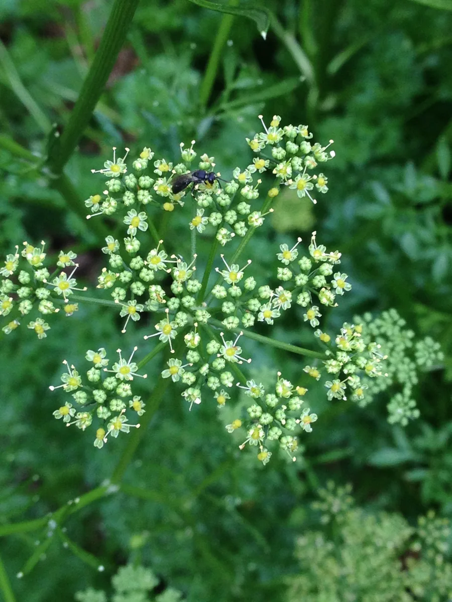 Parsley — flower