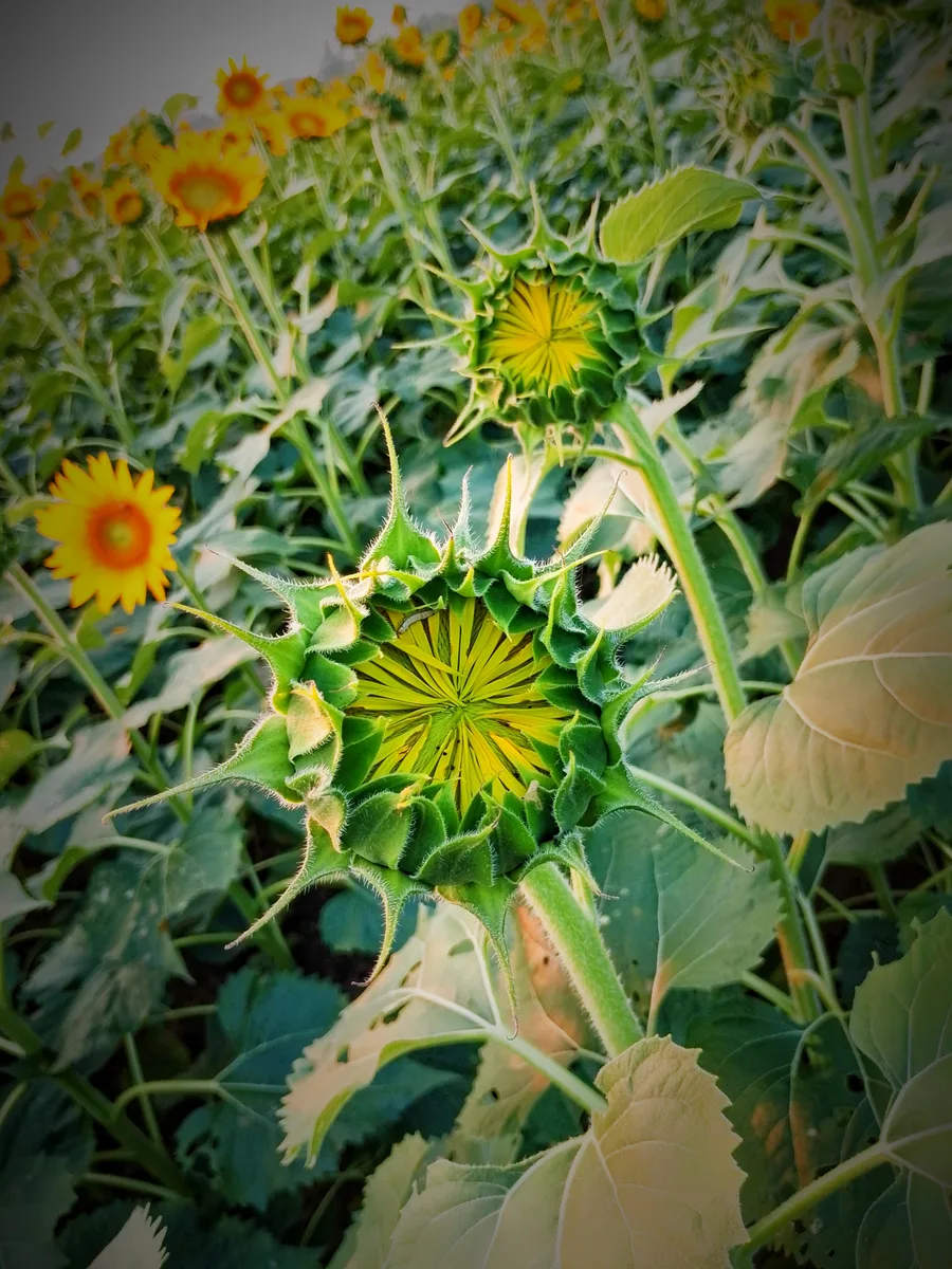 How to Save Sunflower Seeds — bud