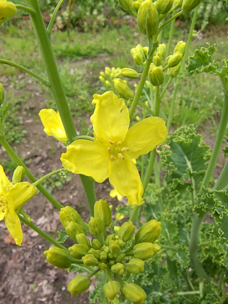 Kale — flower