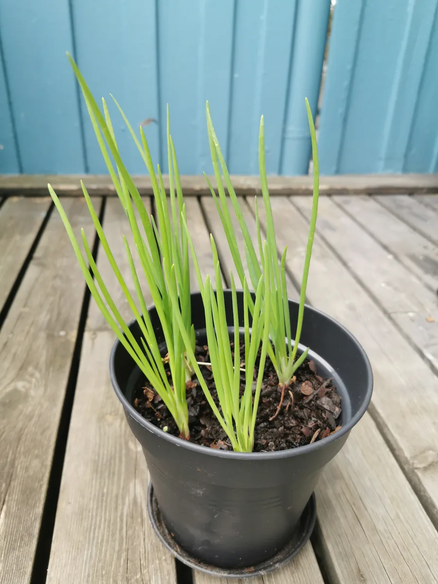 Onion