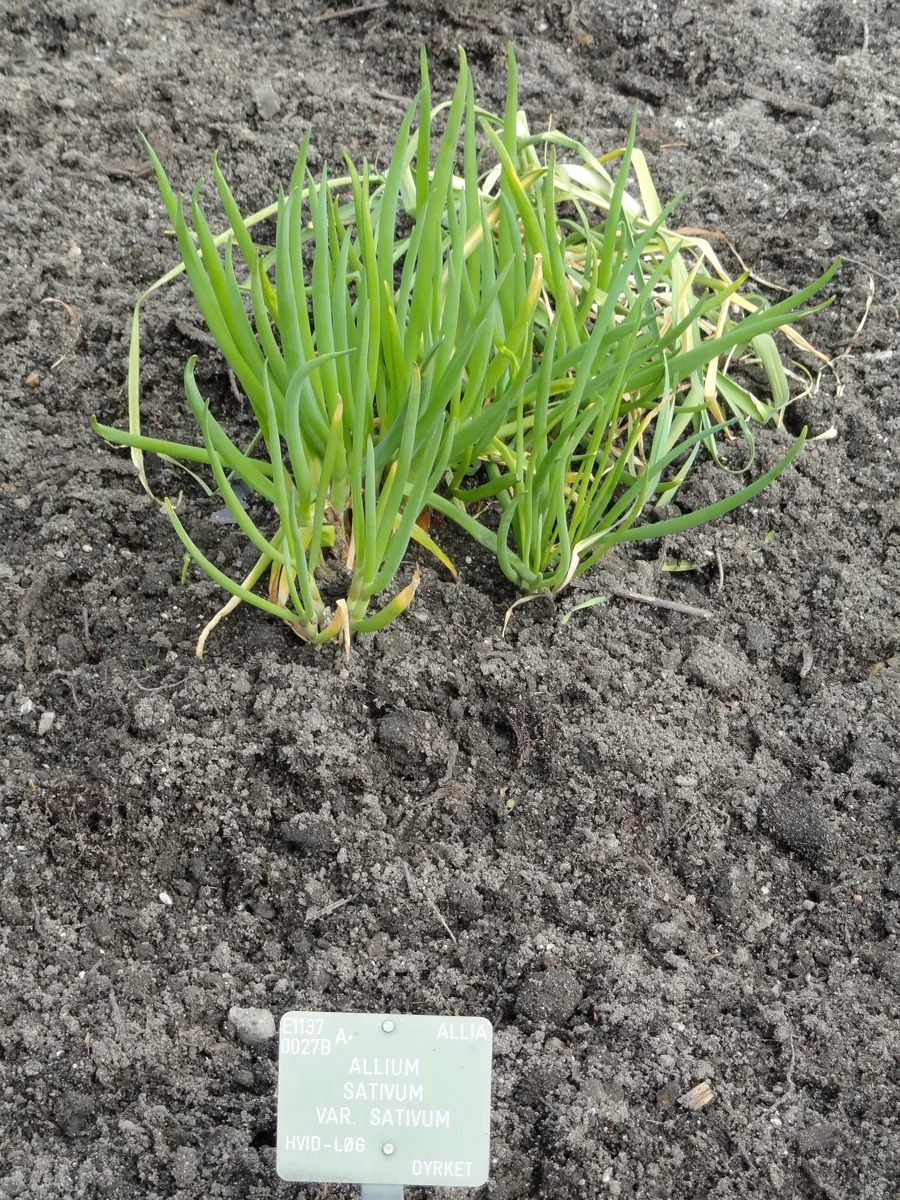 Garlic — leaves