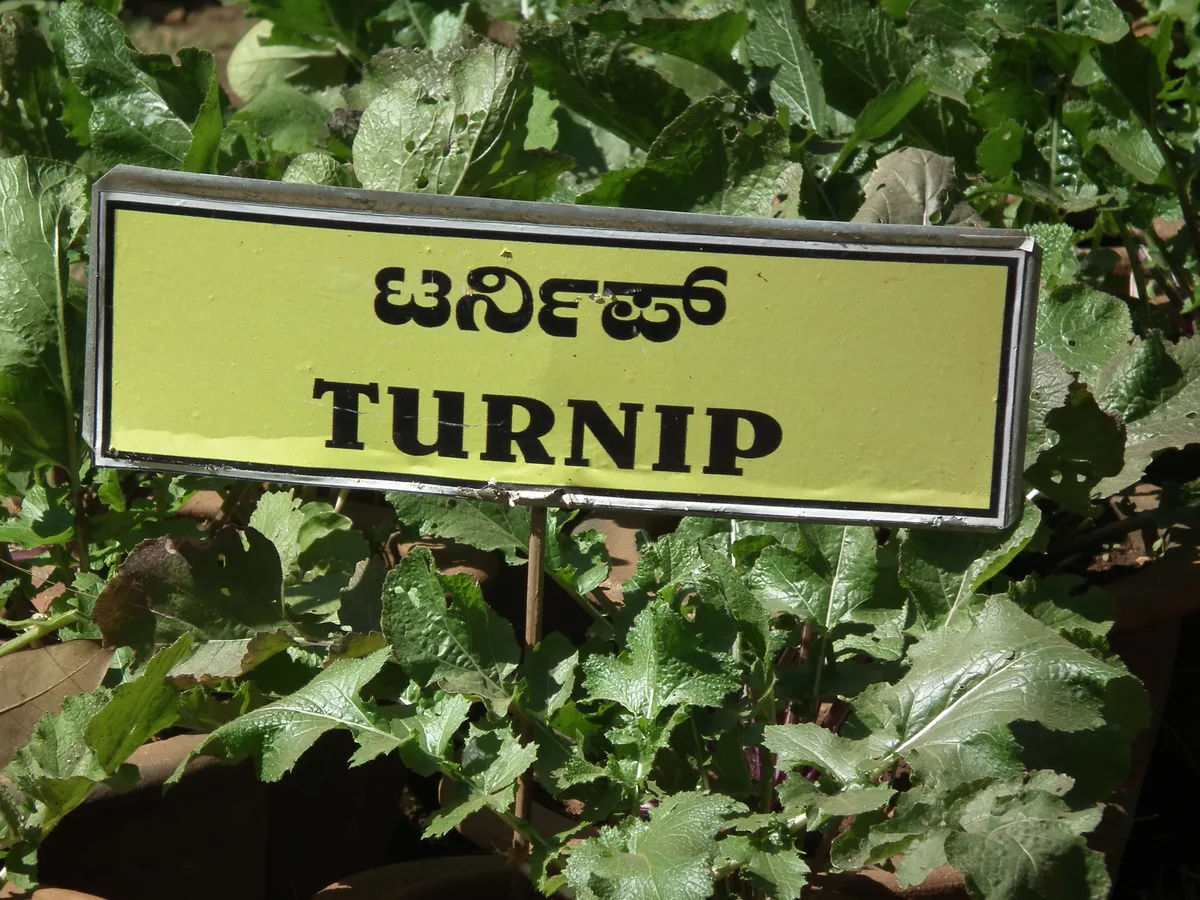 Turnip