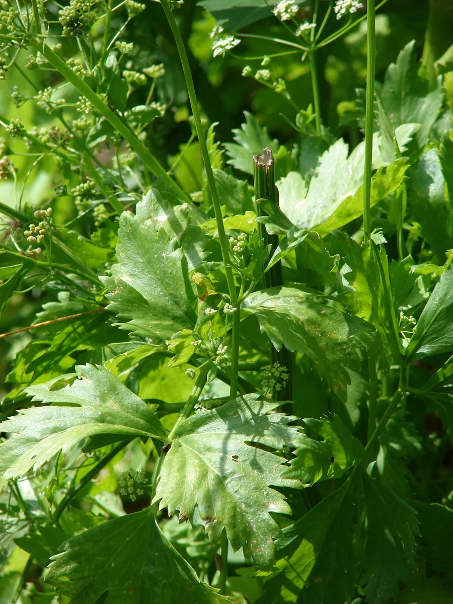 Celery