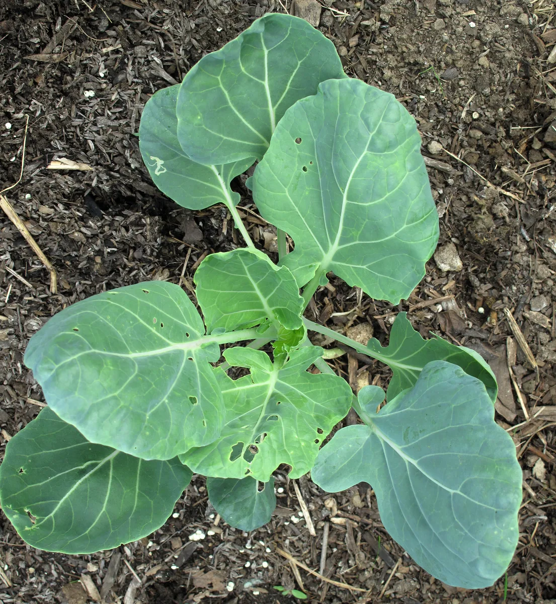 Brussels Sprouts