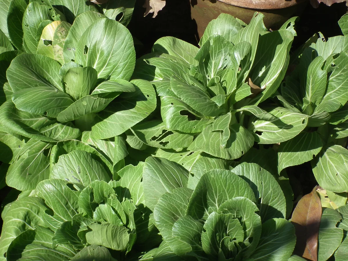Bok Choy (Brassica rapa subsp. chinensis)