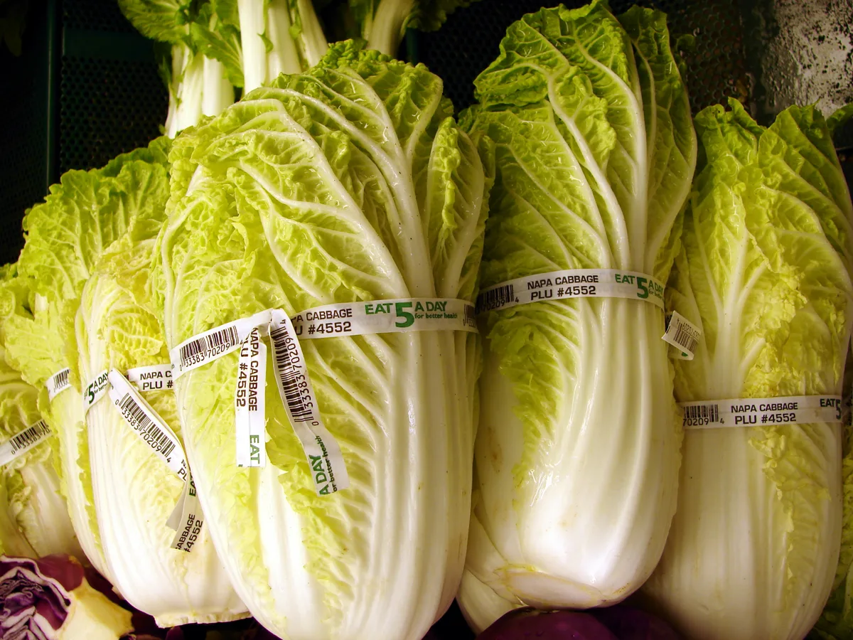 Napa Cabbage (Brassica rapa subsp. pekinensis)