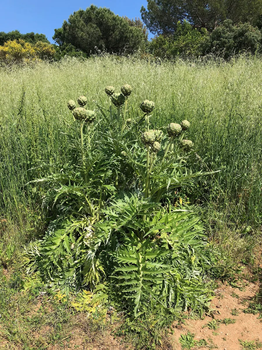 Artichoke