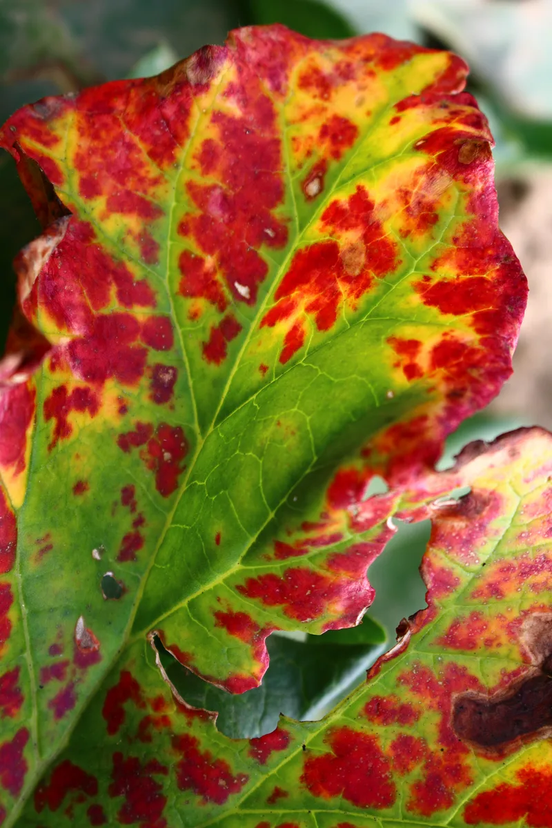 Rhubarb (Rheum ร hybridum)