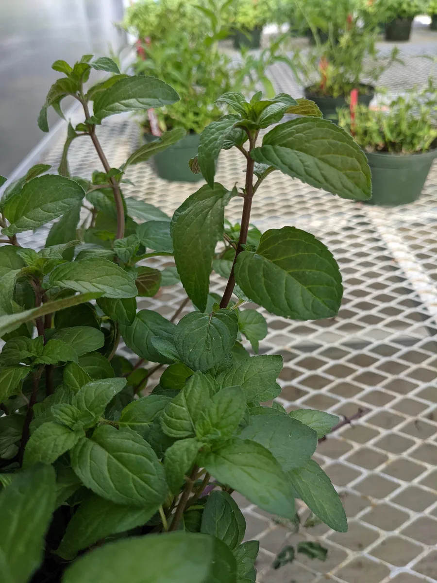Peppermint