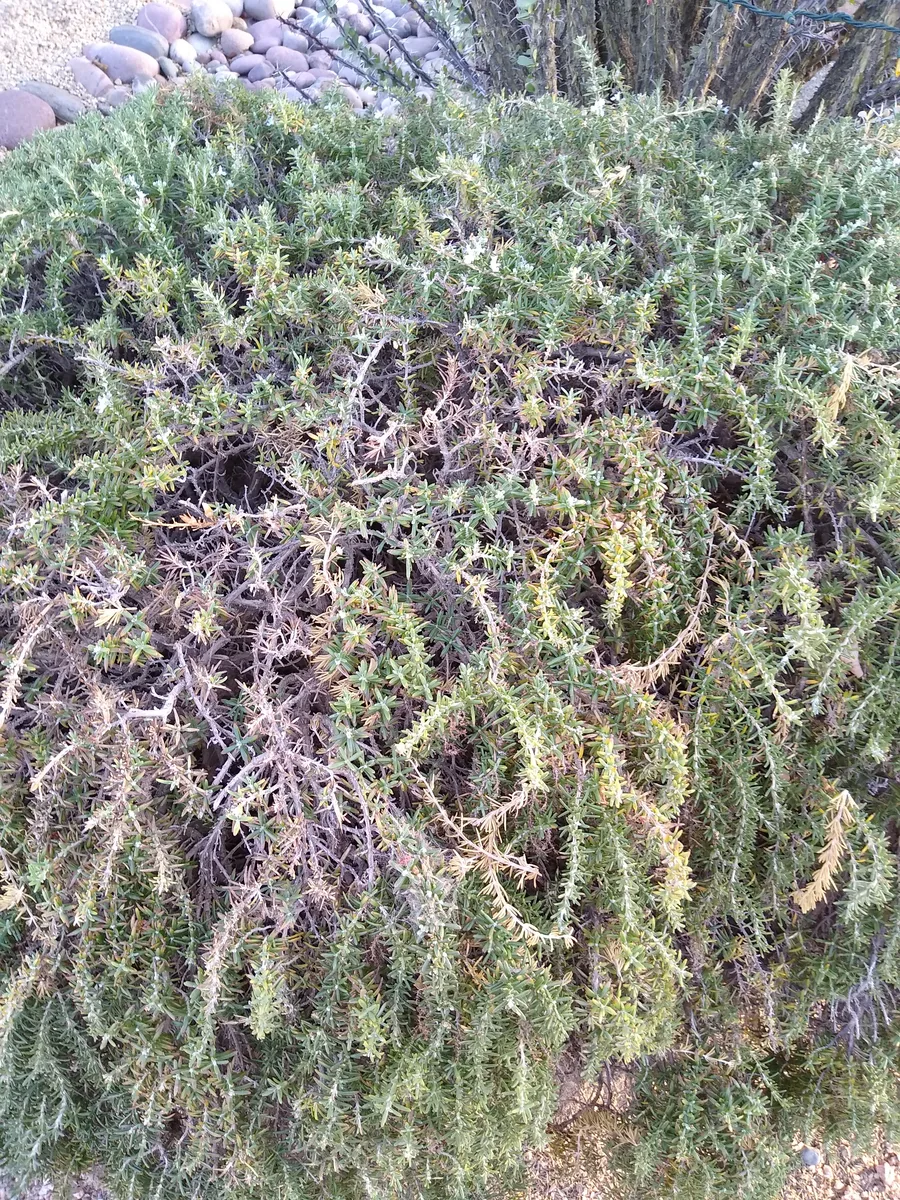 Rosemary