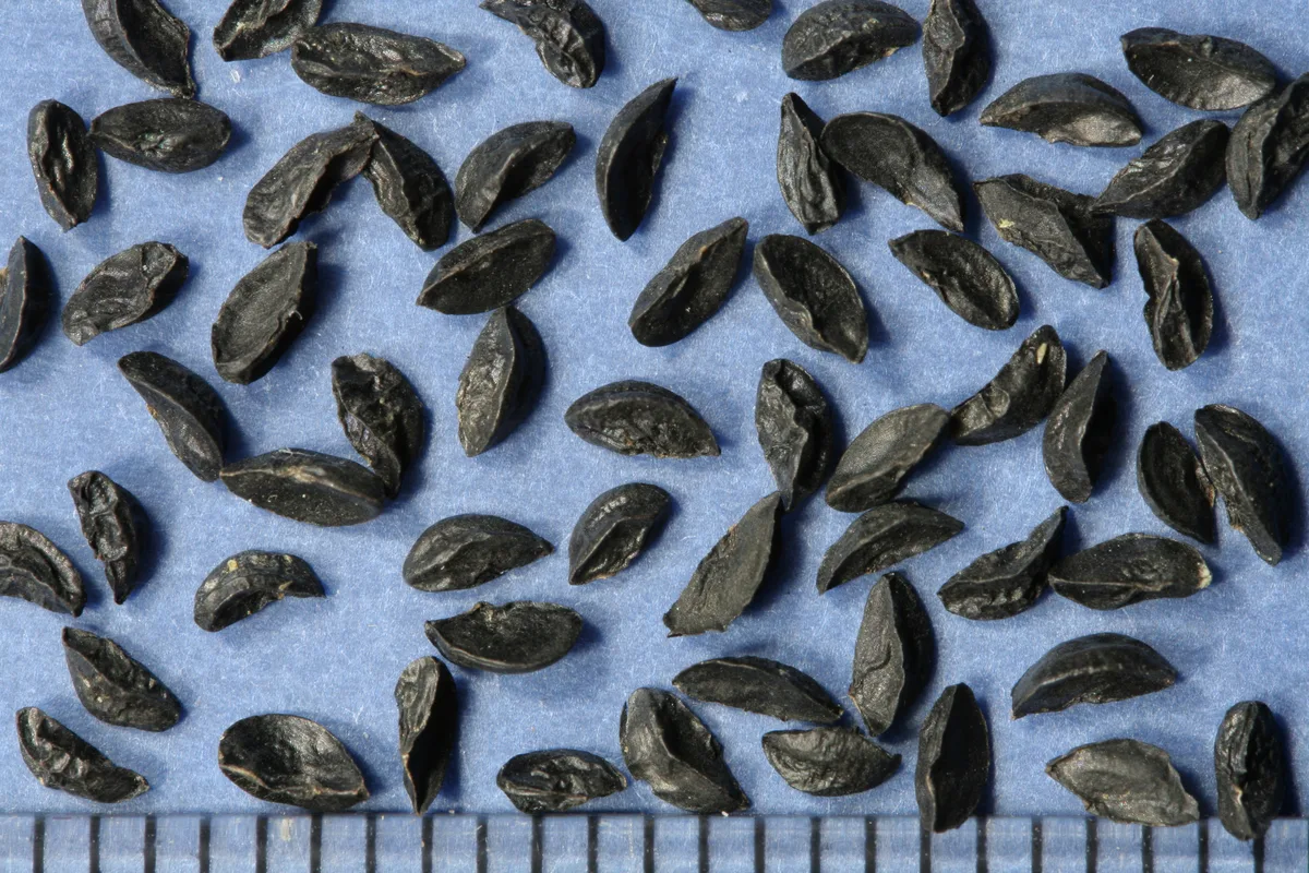 Chives — seed