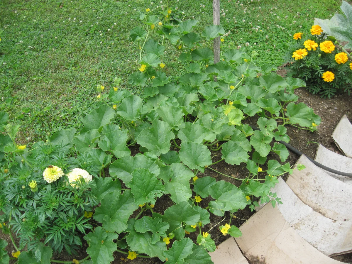 Cantaloupe