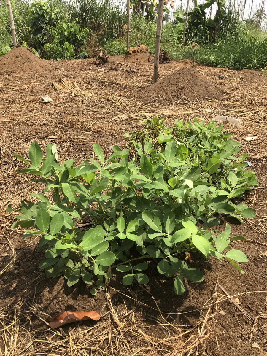 Peanut (Arachis hypogaea)