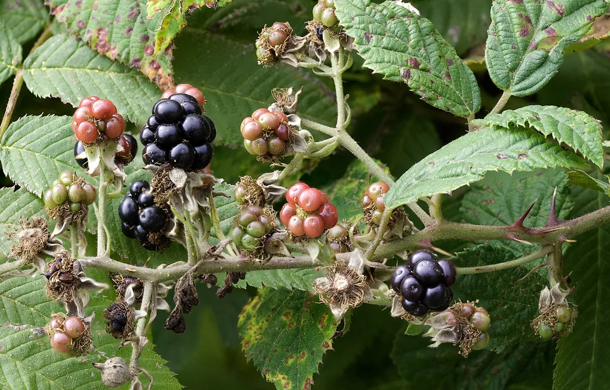Blackberry