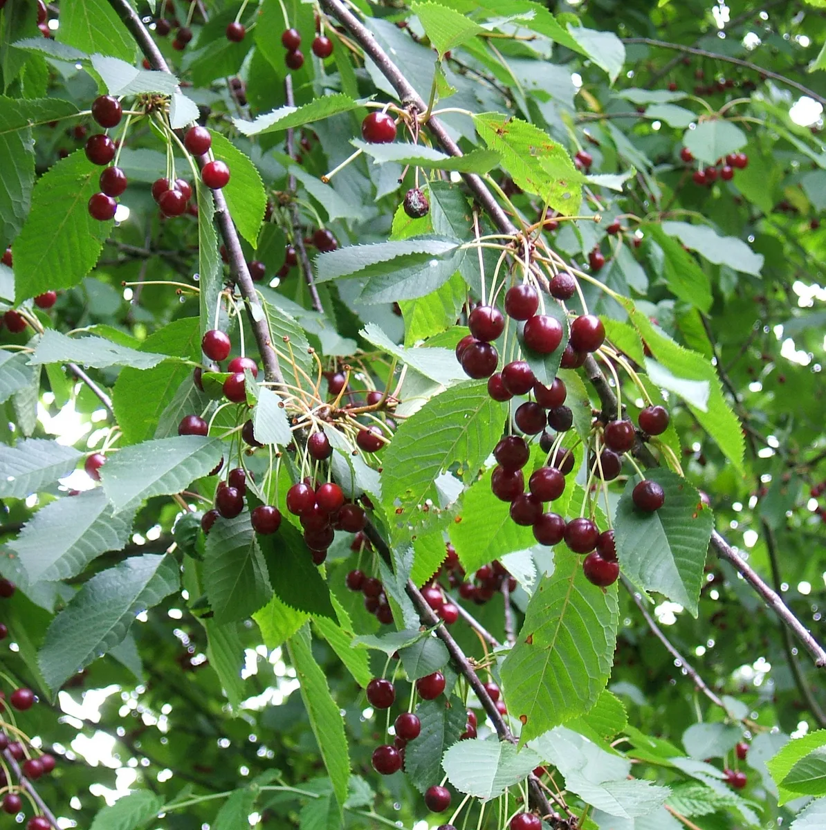Sweet Cherry