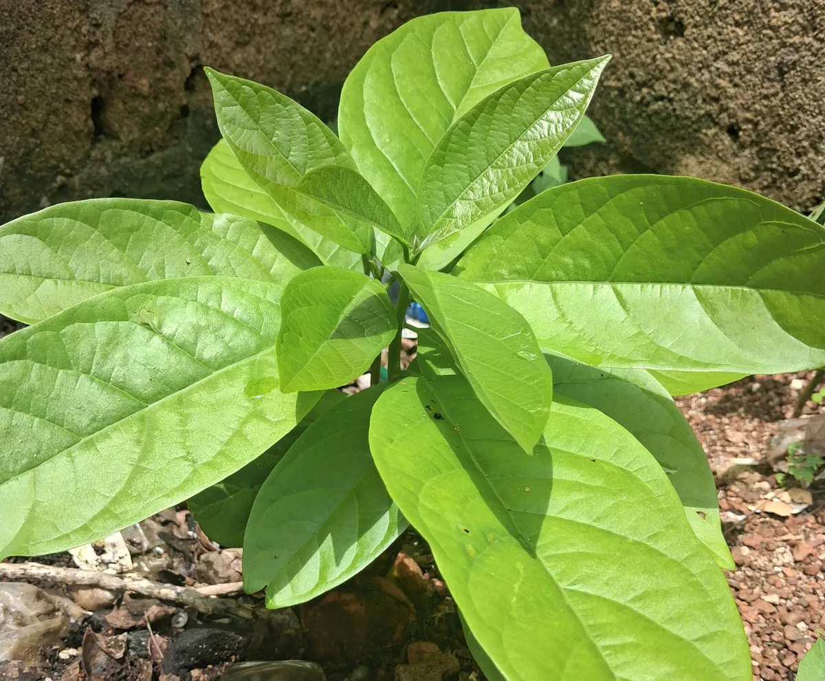 Avocado
