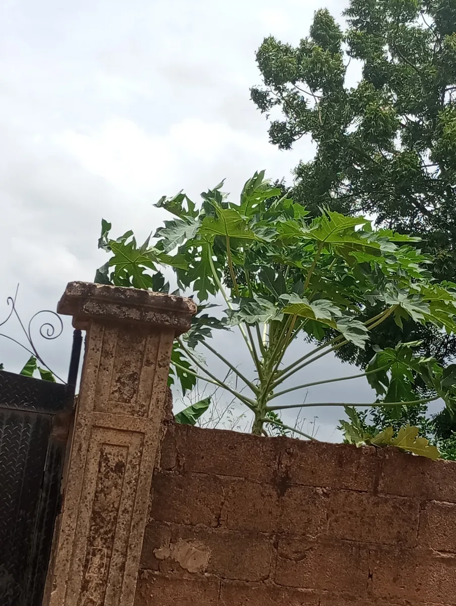 Papaya