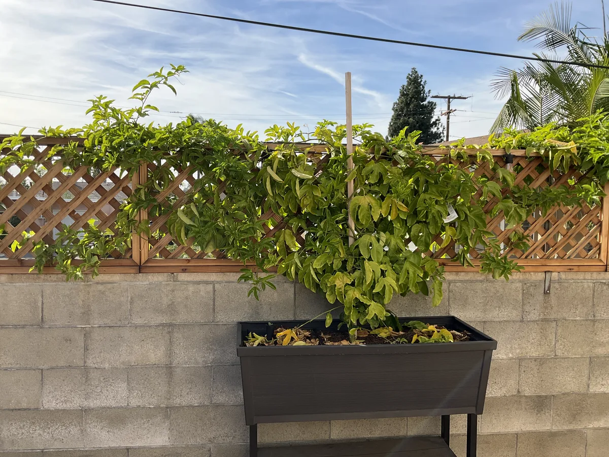 Passion Fruit (Passiflora edulis)
