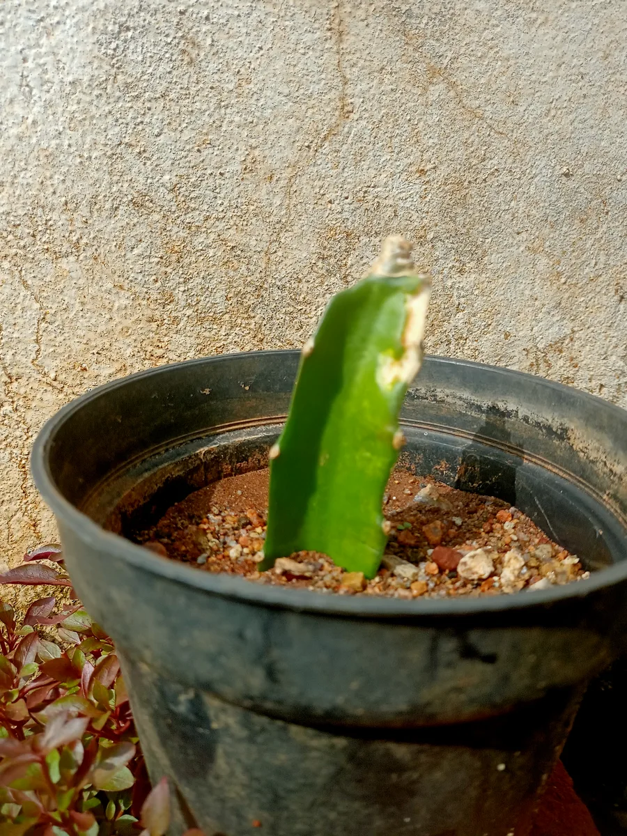 Dragon Fruit