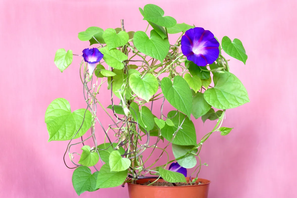 Morning Glory (Ipomoea purpurea)