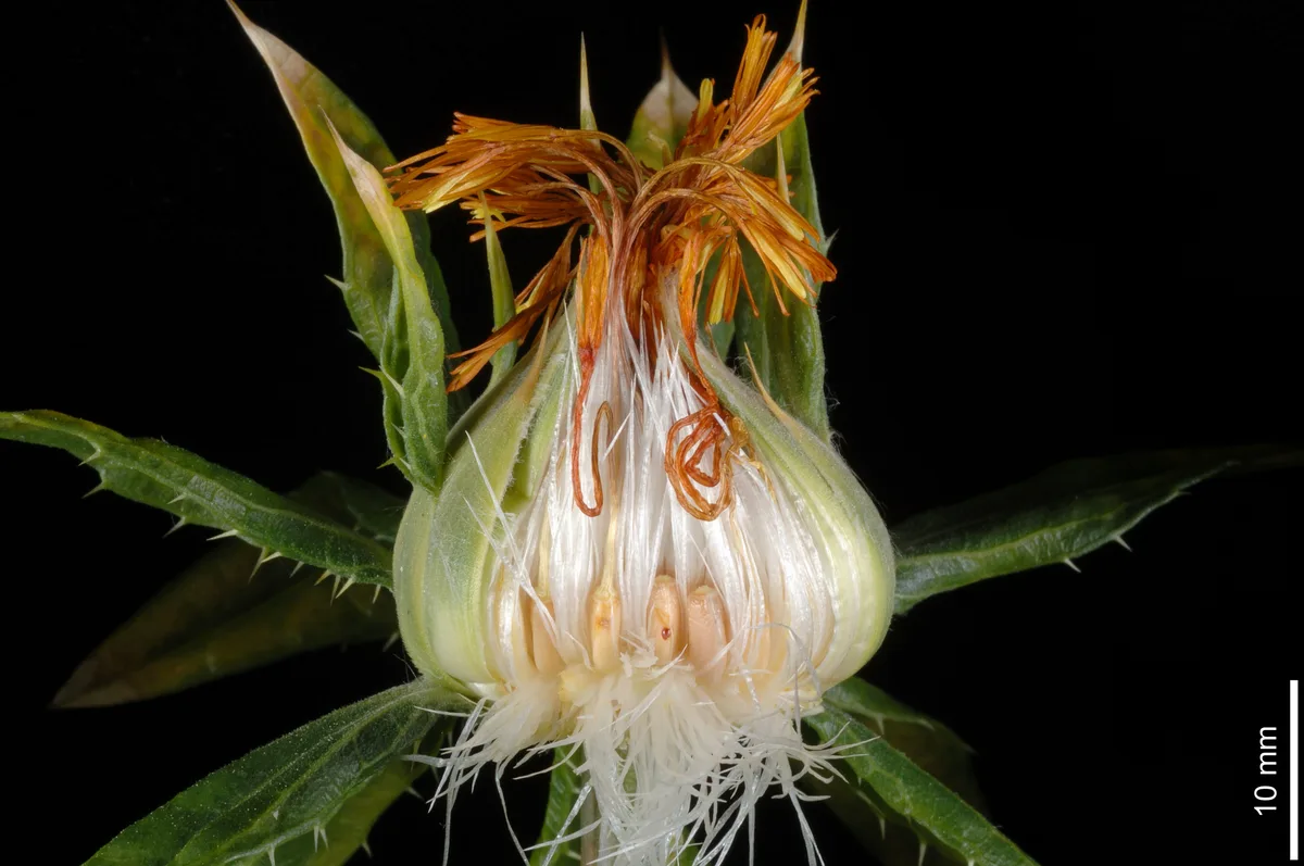 Safflower (Carthamus tinctorius)