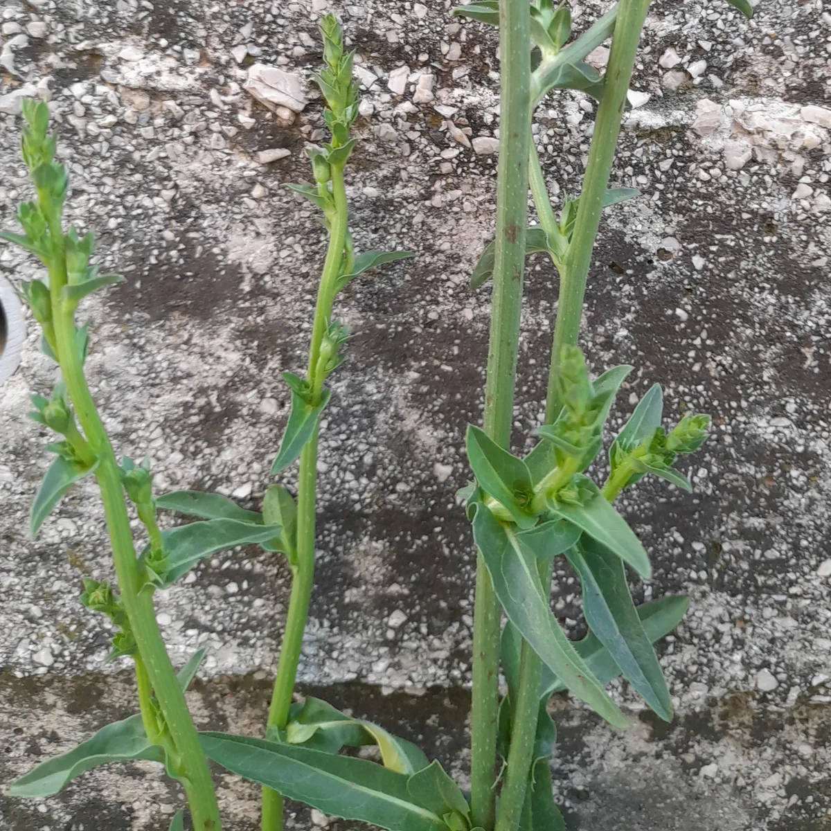 Endive (Cichorium endivia)