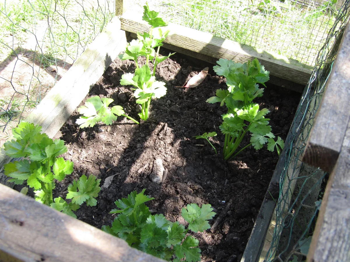 Celeriac (Apium graveolens var. rapaceum)