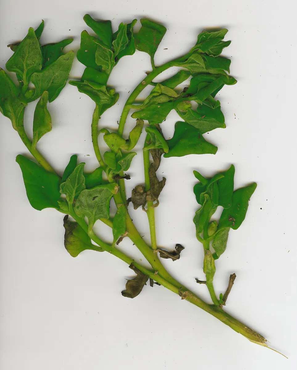 New Zealand Spinach