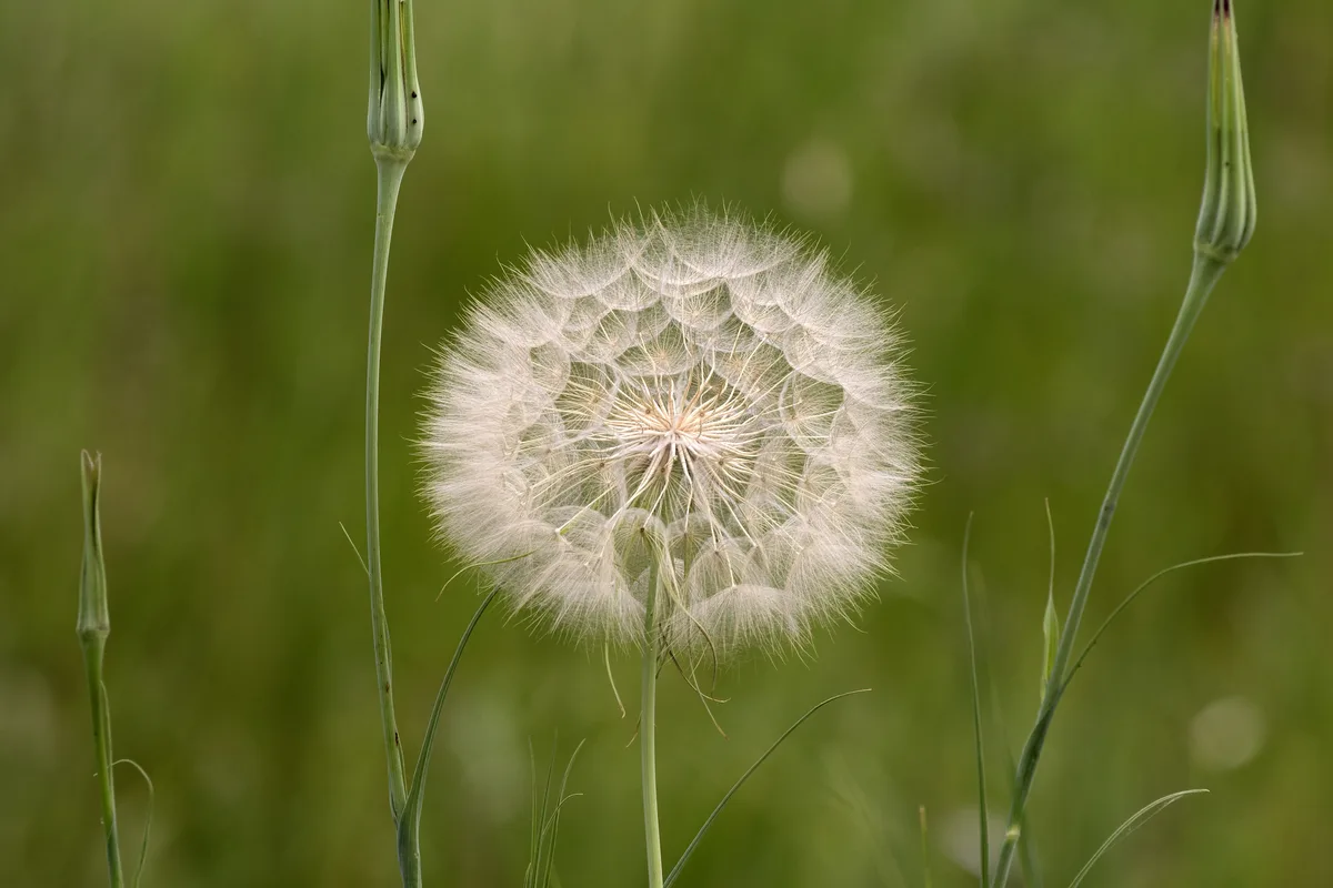 Salsify
