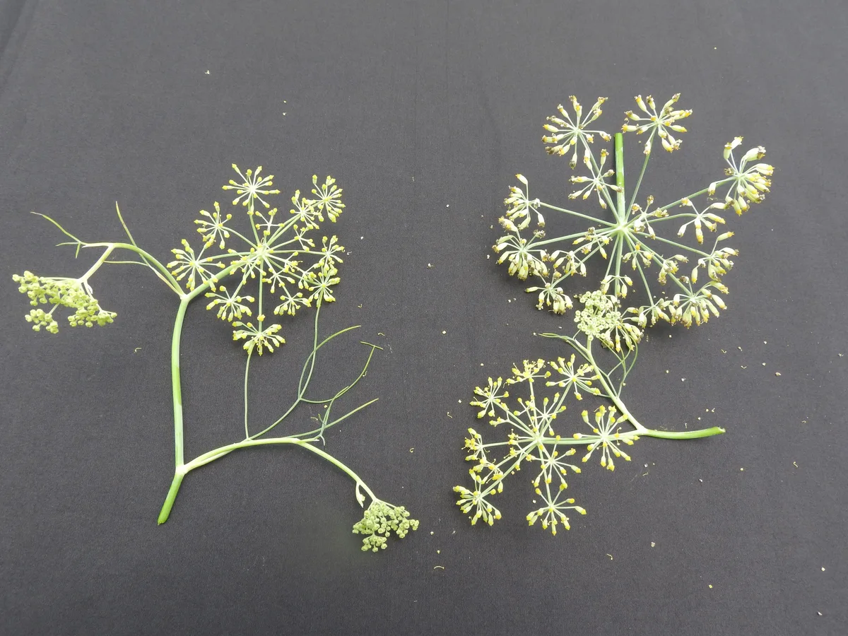 Anise