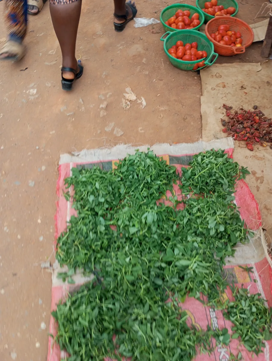 Fenugreek