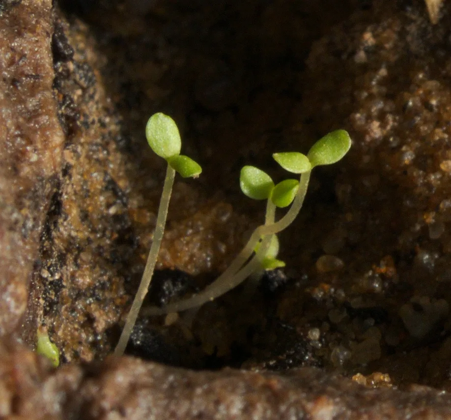 Feverfew
