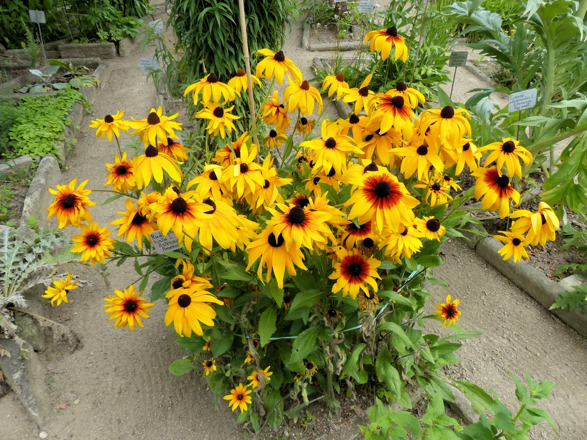 Black-Eyed Susan