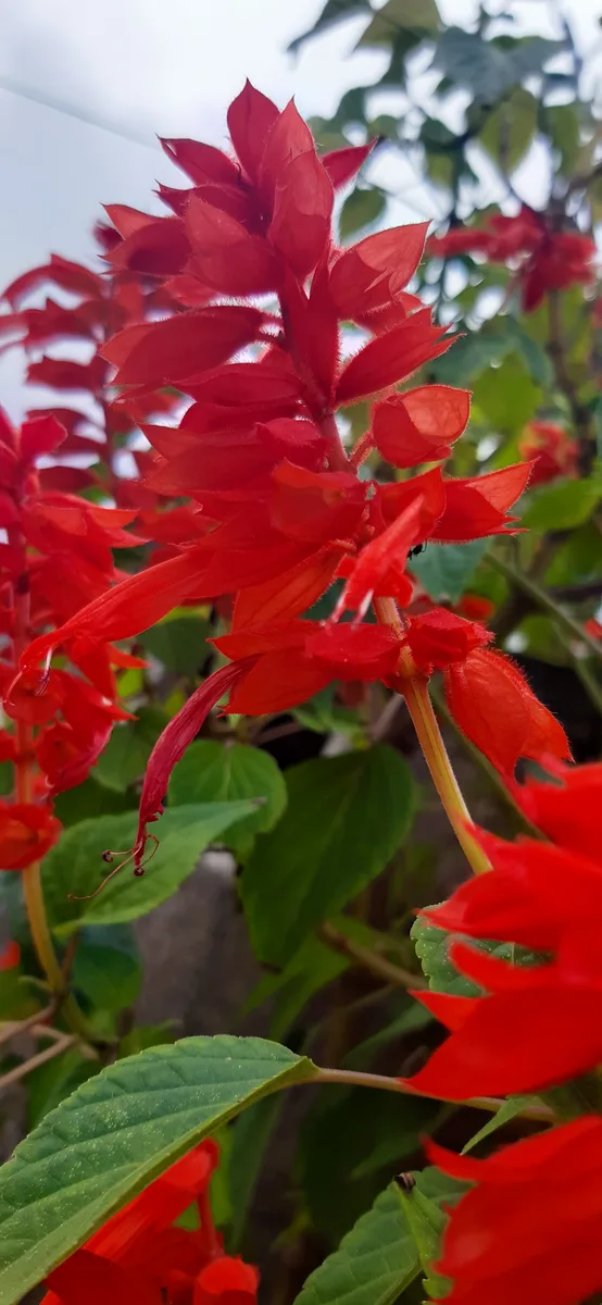 Cardinal Flower