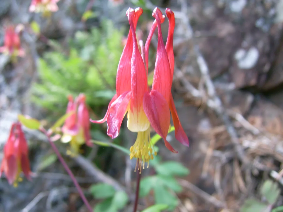 Columbine — flower