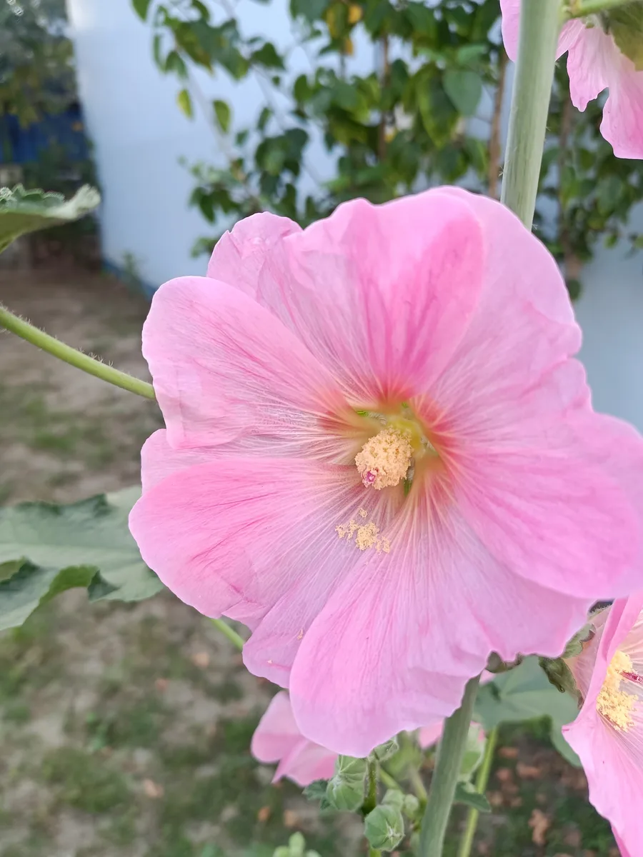 Hollyhock — flower