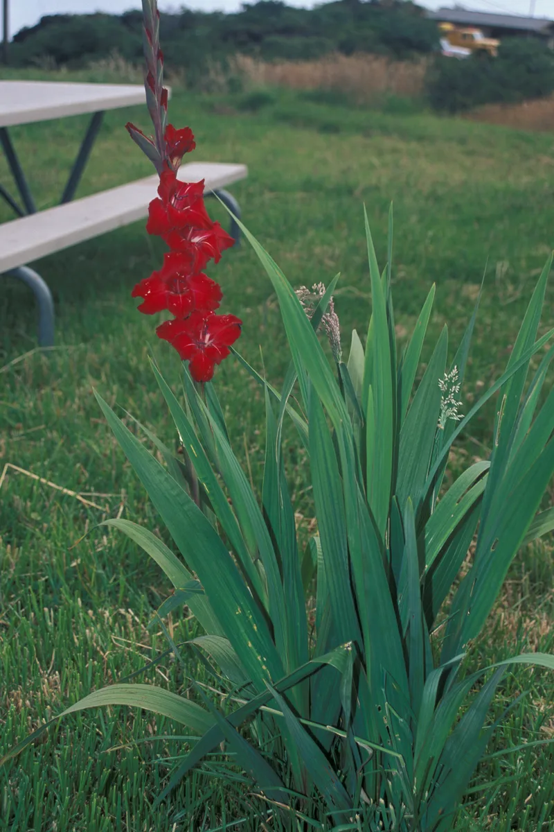 Gladiolus
