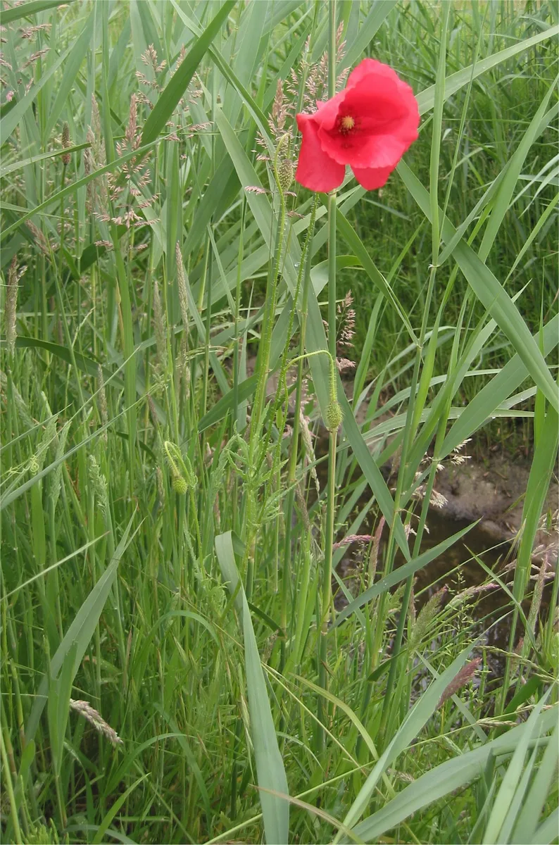 Corn Poppy