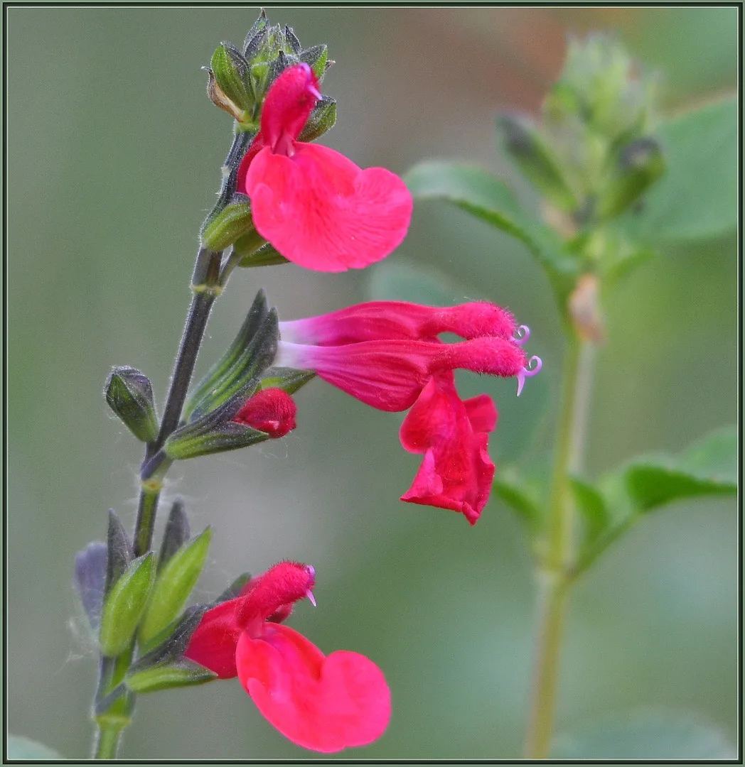 Scarlet Sage (Salvia splendens)