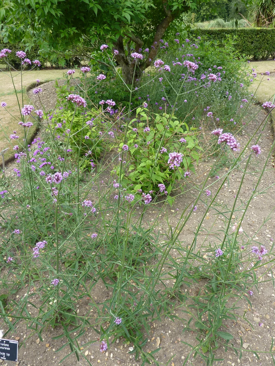 Tall Verbena