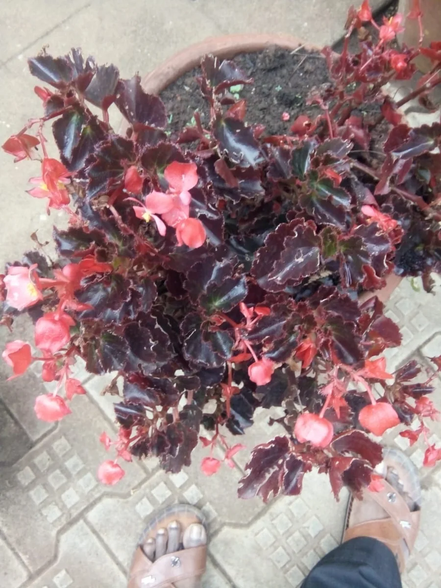 Wax Begonia