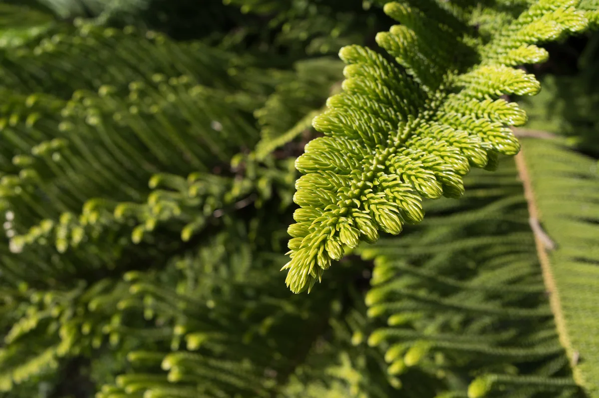 Norfolk Island Pine (Araucaria heterophylla)