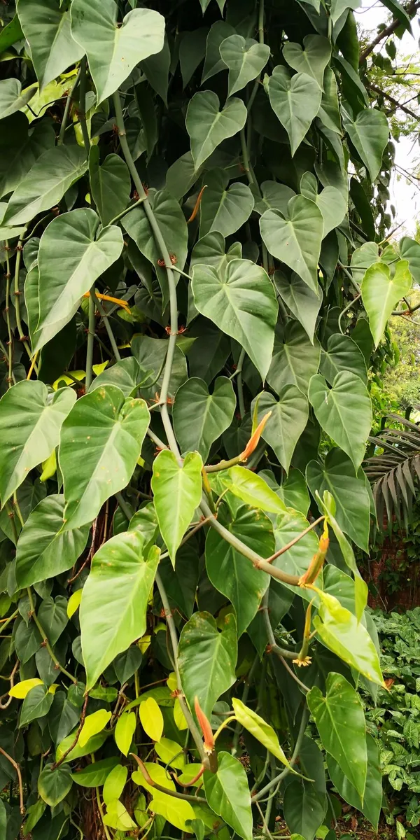 Heartleaf Philodendron