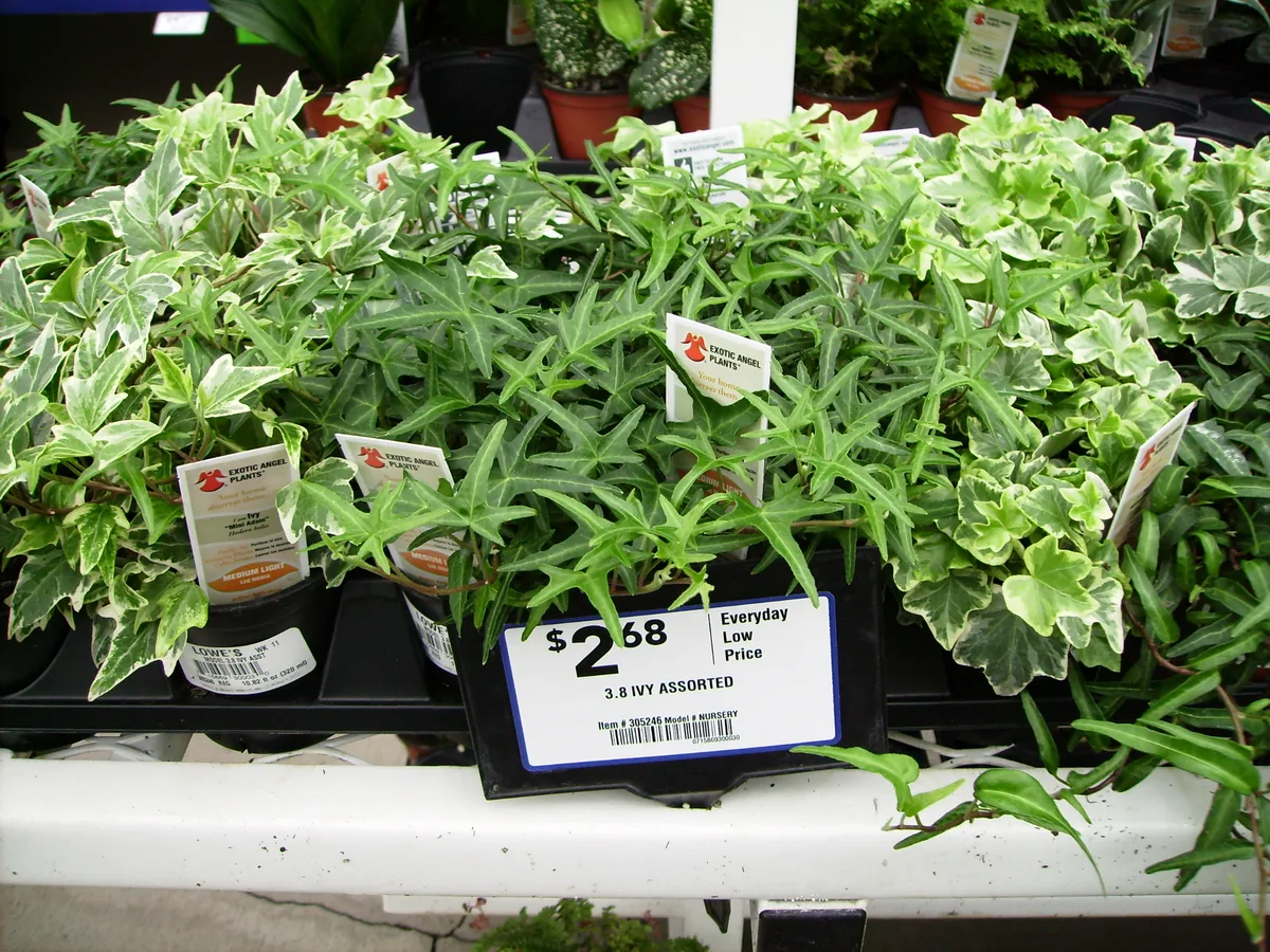 English Ivy (Hedera helix)